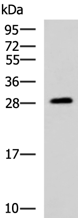 PAFAH1B3 antibody