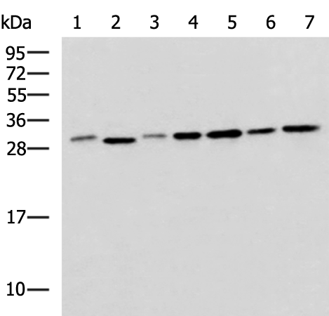 EXOSC4 antibody