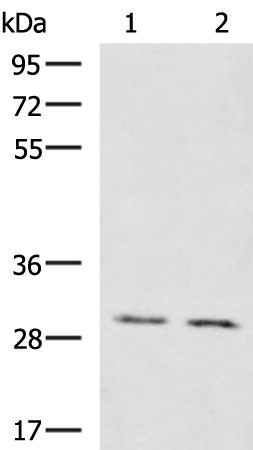 KRCC1 antibody
