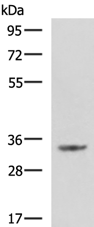 C11orf54 antibody