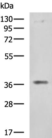 ERLIN1 antibody