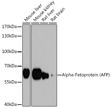 AFP Antibody
