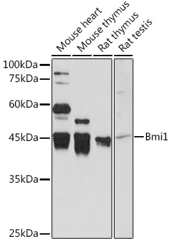 BMI1 Antibody