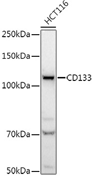 PROM1 Antibody