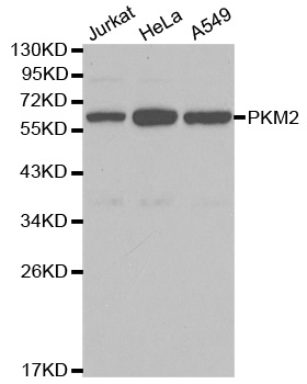 PKM2 Antibody