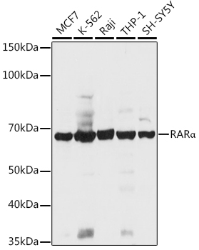 RARA Antibody