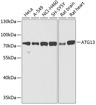 ATG13 Antibody