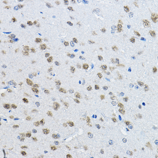 NeuN Antibody