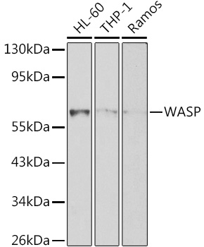 WAS Antibody