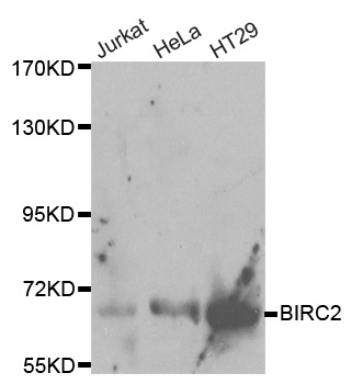 BIRC2 Antibody