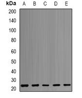 PSMB1 Antibody