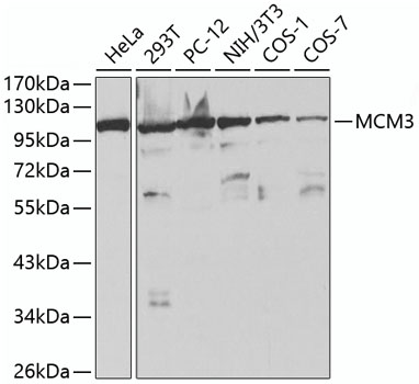 MCM3 Antibody