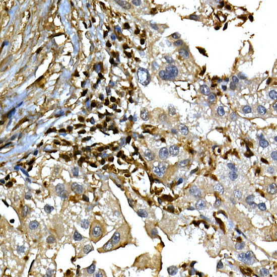 ANXA1 Antibody