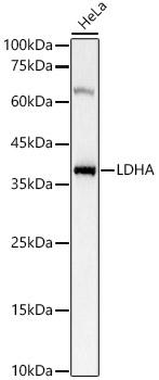 LDHA Antibody