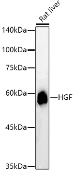 HGF Antibody