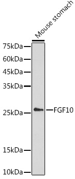 FGF10 Antibody