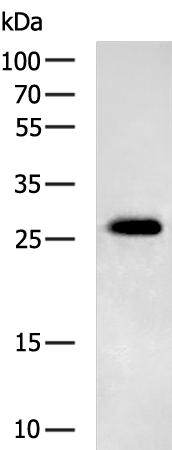 SLC25A4 Antibody