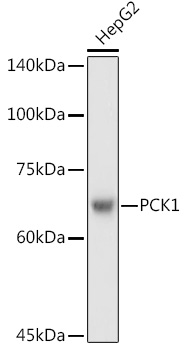 PCK1 Antibody
