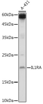 IL1RN Antibody