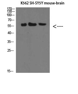SELE Antibody