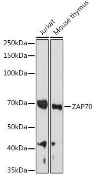 ZAP70 Antibody