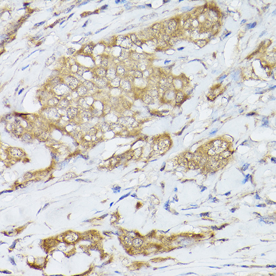 HSPA8 Antibody