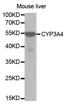 CYP3A4 Antibody