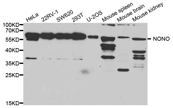Nono Antibody