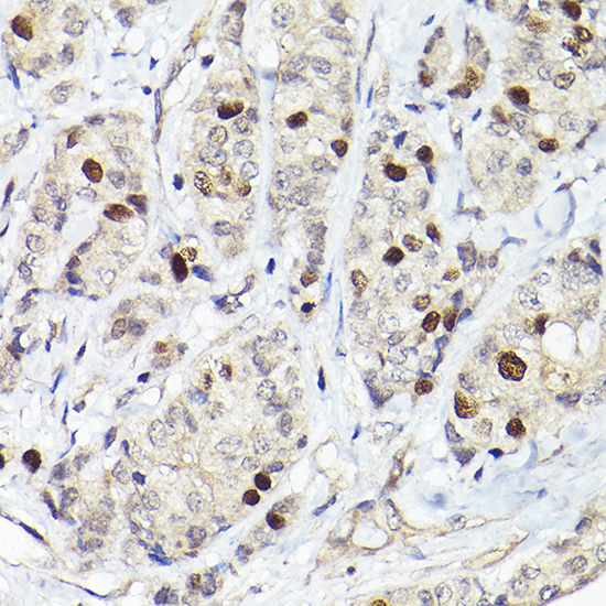 RACGAP1 Antibody
