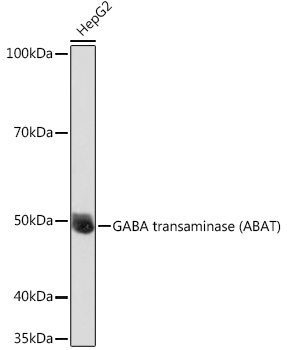 ABAT Antibody