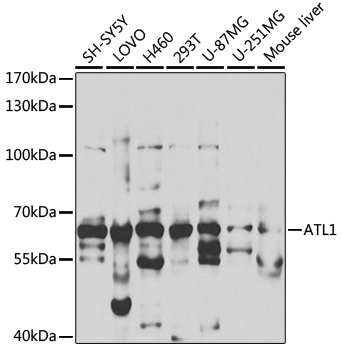 ATL1 Antibody