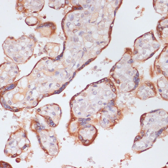 KLKB1 Antibody