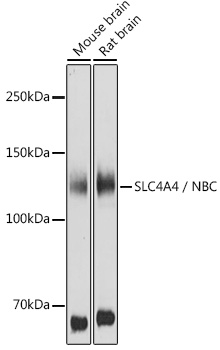 SLC4A4 Antibody