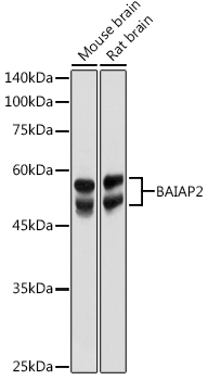 BAIAP2 Antibody