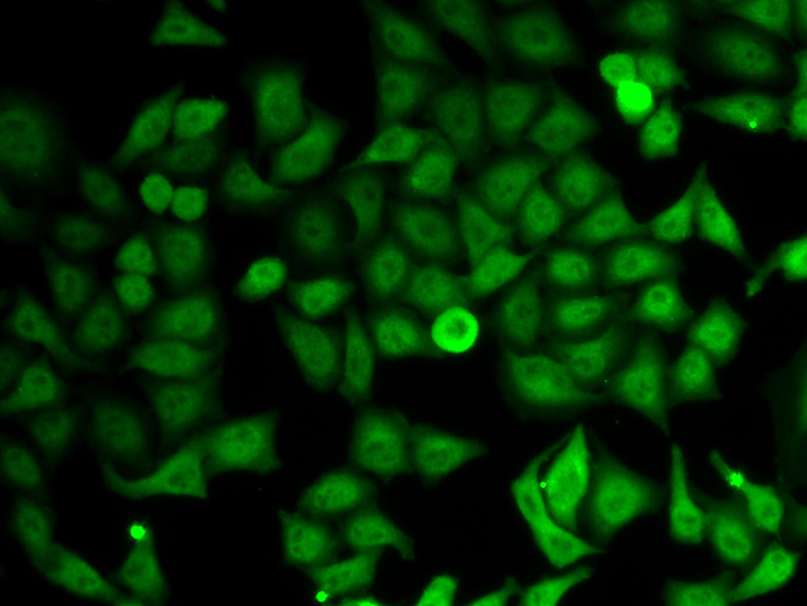 IMPDH2 Antibody