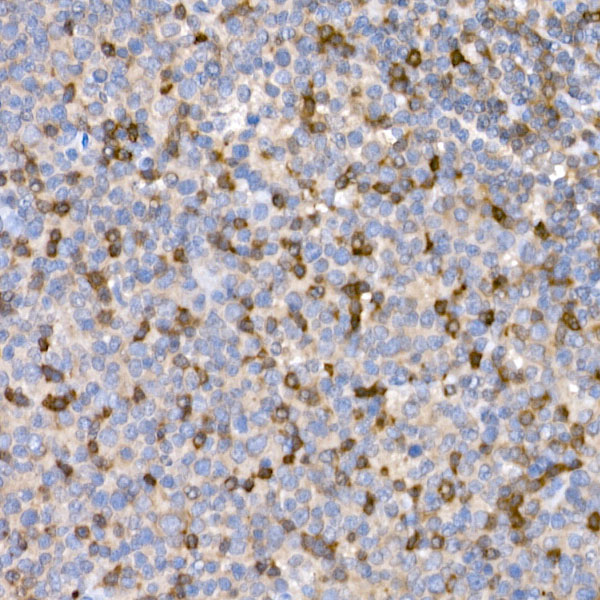 LTBR Antibody