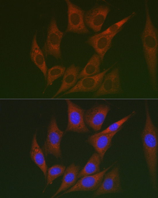 LTBR Antibody