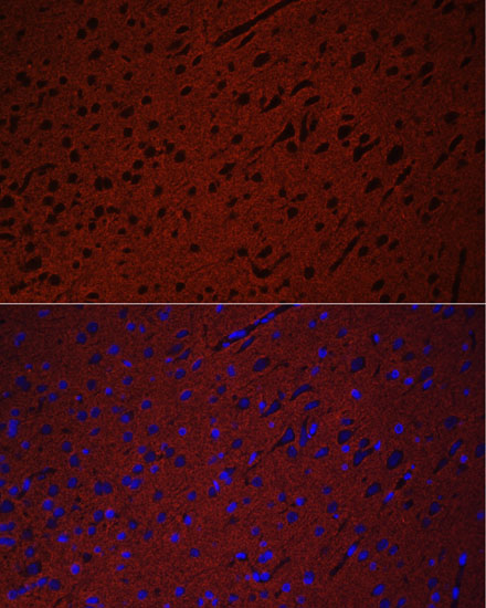 STXBP1 Antibody