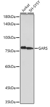 GARS Antibody