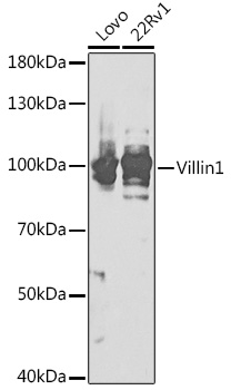 VIL1 Antibody