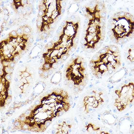SLC3A1 Antibody