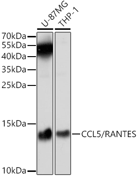CCL5 Antibody