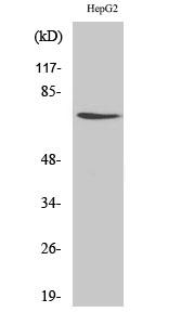 DDX3X Antibody