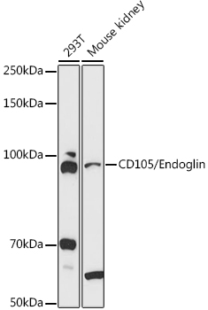 ENG Antibody