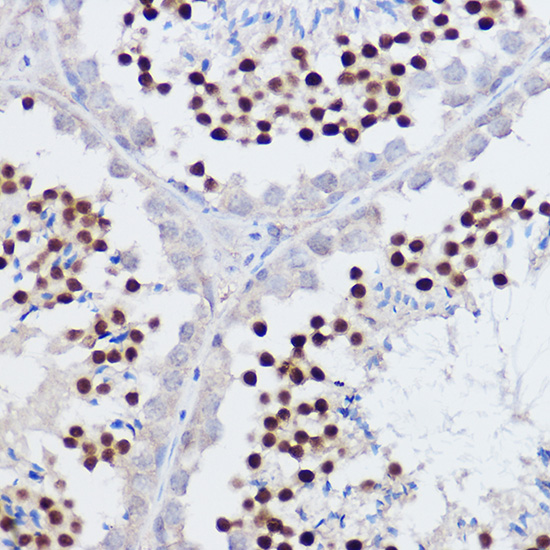 PPARD Antibody
