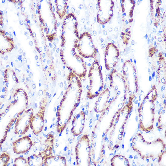 SMAD4 Antibody