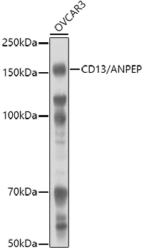 ANPEP Antibody