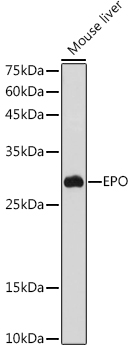 EPO Antibody