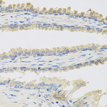 INSL3 Antibody