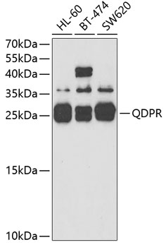 QDPR Antibody